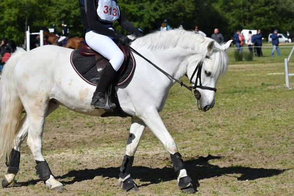 horse and rider in a horse show