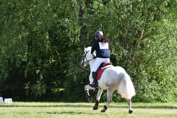 show jumping in a horse show