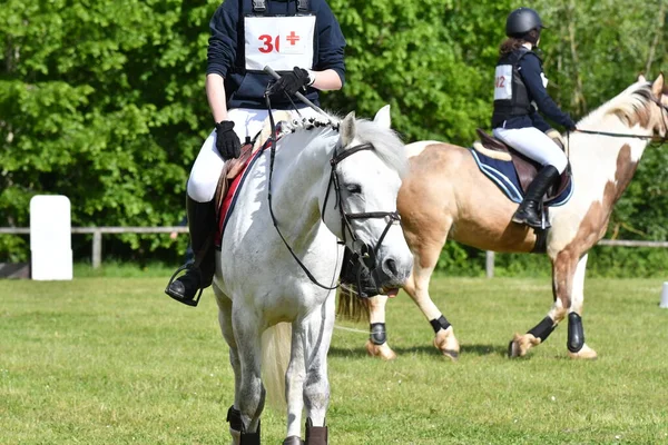 horse and rider in a horse show