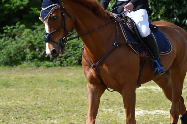 horse and rider in a horse show
