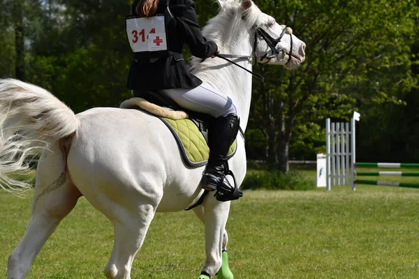 horse and rider in a horse show