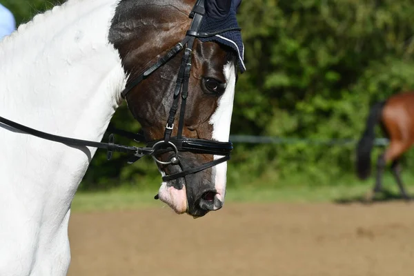 equestrian competition horse head