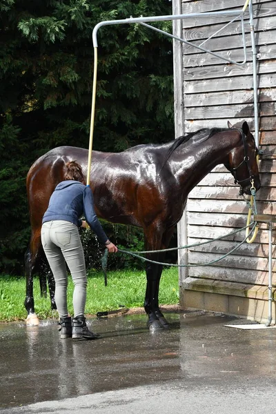 wash the racehorse after the  competition