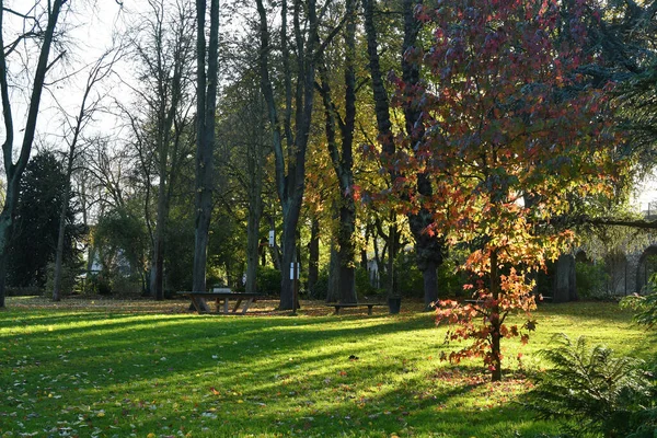 autumn leaves, trees in the foreground