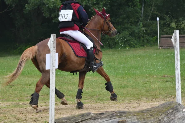 horse and rider in a horse  show