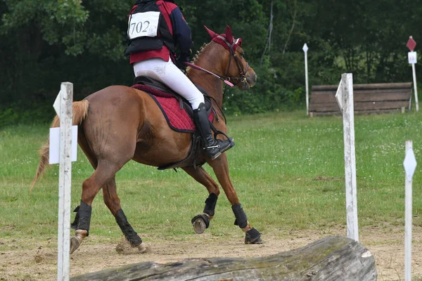 horse and rider in a horse  show