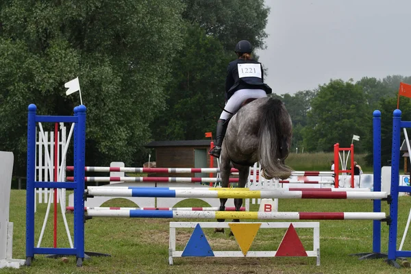 Foto de Cavalo Pulando Obstáculos e mais fotos de stock de Adulto