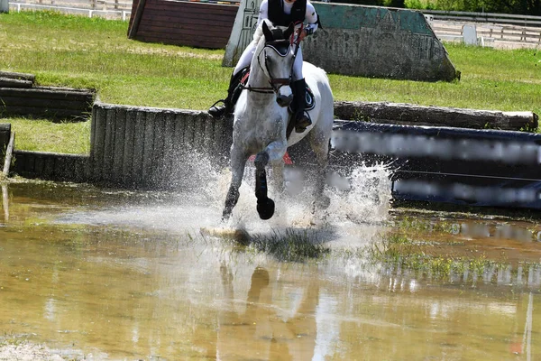 water show jumping in a horse show