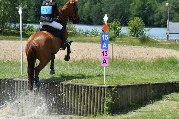 show jumping in a horse show