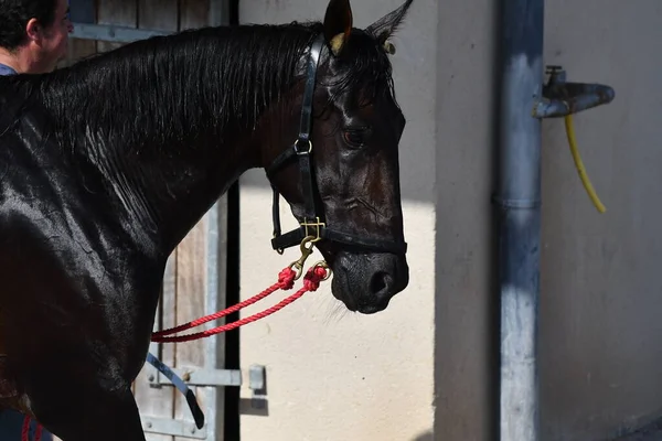 racehorse head on a racetrack