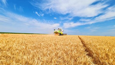 Tarlada buğday toplayan çiftçi.