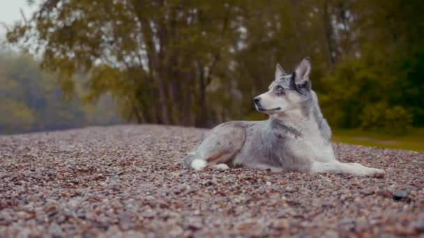 Beautiful Wide Shot Slider Movement Dog Face Rain Brown Blue — Αρχείο Βίντεο