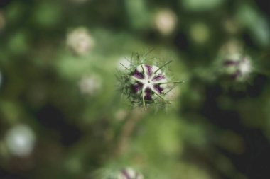 Açılmamış bir nigella çiçeğine yaklaş