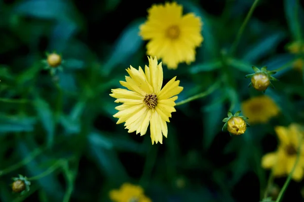 Extremo Close Uma Bela Flor Amarela Helianthus Cercada Por Folhas — Fotografia de Stock