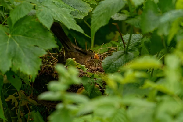 Extreme Close Female Bird Her Nest Thrush Incubates Her Eggs — Stock Photo, Image