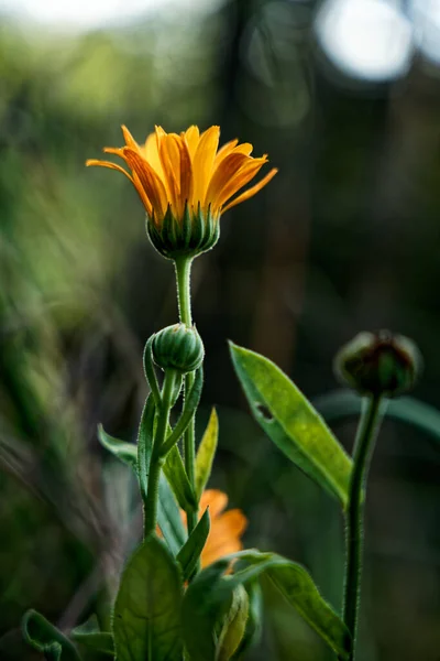 Magnífica Flor Calêndula Amarela Contra Luz Jardim Orgânico — Fotografia de Stock