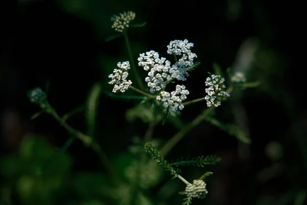 Delicate Kleine Witte Bloemen Van Wilde Wortelen — Stockfoto