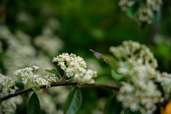 Včelí Píce Posvátném Bambusovém Květu Nandina Domestica — Stock fotografie