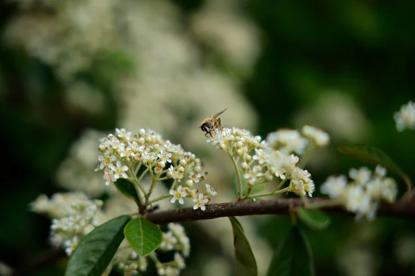 Jediná Včela Bílém Květu — Stock fotografie