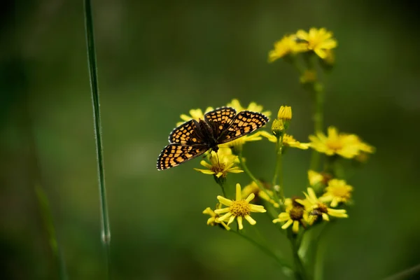 Крупным Планом Красивая Бабочка — стоковое фото
