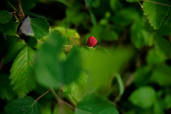 Bardzo Czerwona Dzika Truskawka Naturze Samotna Środku Trawy — Zdjęcie stockowe