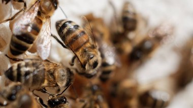 Bal peteğindeki arıları kapatın.