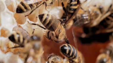 closeup of a wasp on a honeycomb