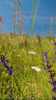 Tarladaki güzel çiçekler