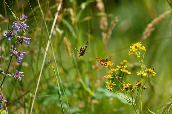 A couple of butterflies chase each other between yellow flowers