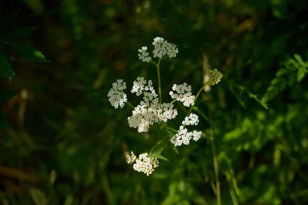 Krásný Botanický Záběr Přírodní Tapety — Stock fotografie