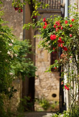 Bahçedeki güzel çiçekler