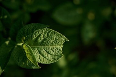 Bir tırtıl tarafından yenen kestane yaprağının yakın çekimi.