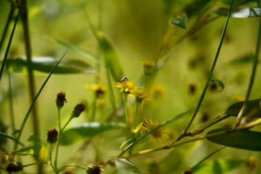 Güzel botanik fotoğrafı, doğal duvar kağıdı.