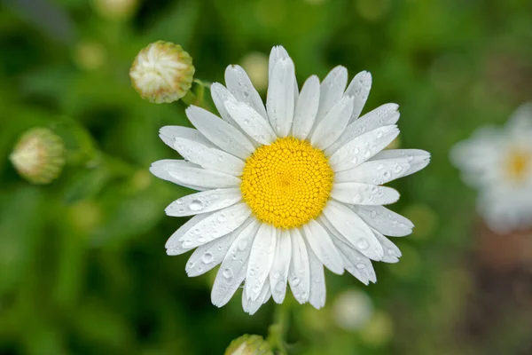 Fleur Marguerite Blanche Sur Fond Vert — Photo