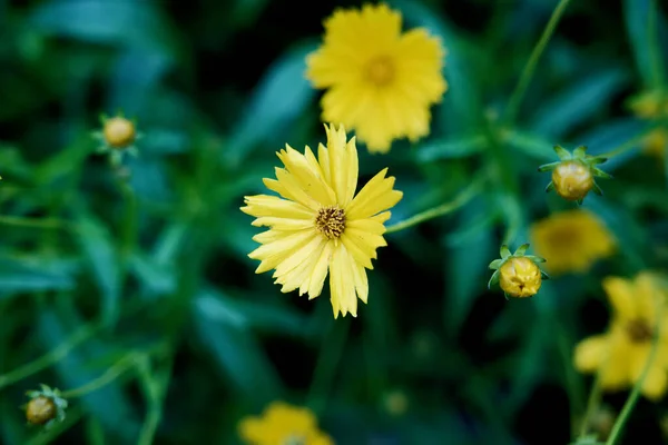 정원에 노란색 꽃입니다 클로즈업 — 스톡 사진