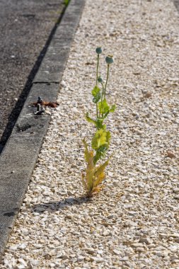 Mezar taşlarının ortasında yalnız bir haşhaş bitkisi büyüyor.