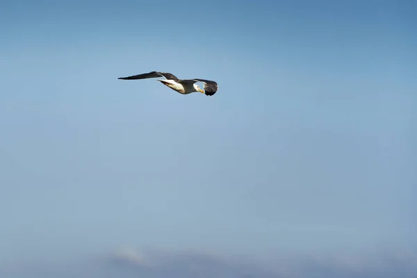 Very Close Gull Profile Full Flight Blue Summer Sky Clouds — Stock fotografie