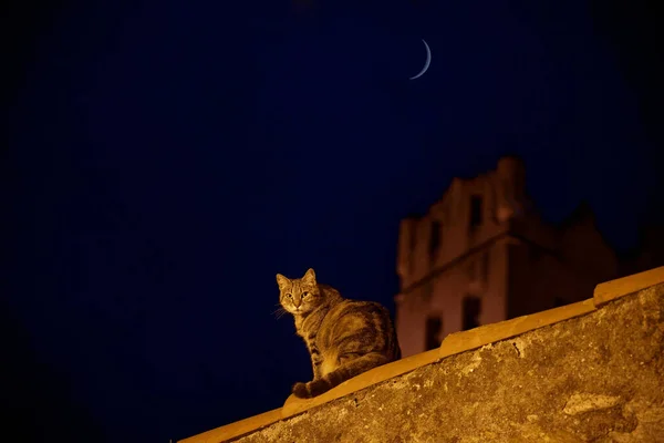 Egy Macska Éjjel Áll Kőfalon Mögötte Egy Régi Templom Egy — Stock Fotó