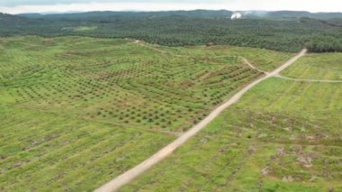 Malezya 'daki eski bir palmiye çiftliğinin yakınındaki yeni bir petrol palmiyesinin üzerinde uzun bir yolculuk görüntüsü. Fabrikanın dumanı altında.