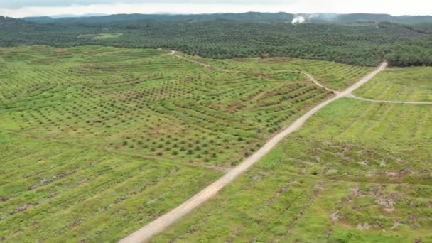 Long Travelling Aerial Shot New Oil Palm Plantation Older Palm — Stockvideo