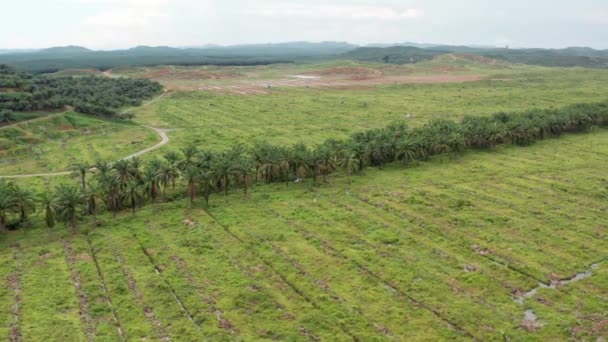 Spine Wide Angle Aerial Shot Diversity Corridor New Oil Palm — 비디오