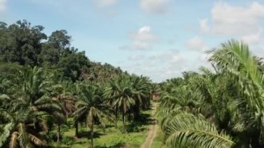 Malezya 'daki palmiye yağı tarlasının havadan görünüşü. Borneo malikanesinde palmiye ağacında seyahat eden insansız hava aracı.