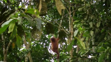 Yavru orangutan, Borneo ormanında bir ağaç.