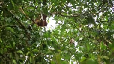 Borneo ormanında tatlı bir orangutan ağaçta tek başına, gün ışığında, Malezya 'da asılı kaldı.