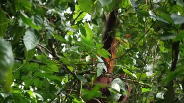 Hide and seek with adult orang utan behind leafs in a tree, she looks the camera