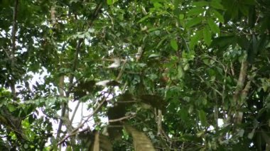 Baby orang utan clim a tree in the rainforest of Borneo, Malaysia - Daylight