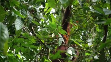 Hide and seek with adult orang utan behind leafs in a tree, she looks the camera