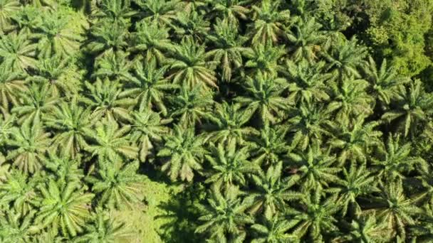 Aerial Top Shot Palm Trees Oil Palm Plantation Malaysia Drone — Stock Video