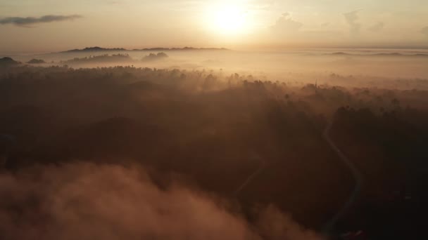Όμορφη Θέα Στο Ηλιοβασίλεμα Πάνω Από Την Ομίχλη Στο Δάσος — Αρχείο Βίντεο