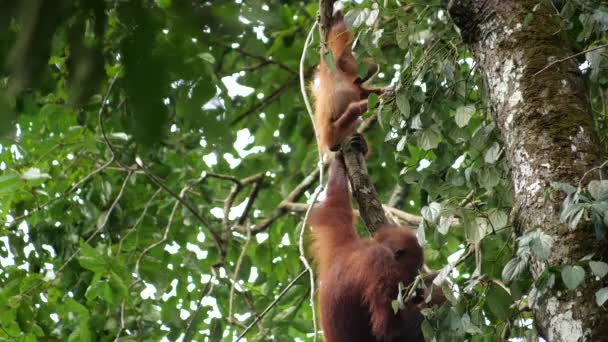 Scena Życia Pustkowiu Lasu Borneo Pomiędzy Matką Niemowlęciem Oran Utan — Wideo stockowe